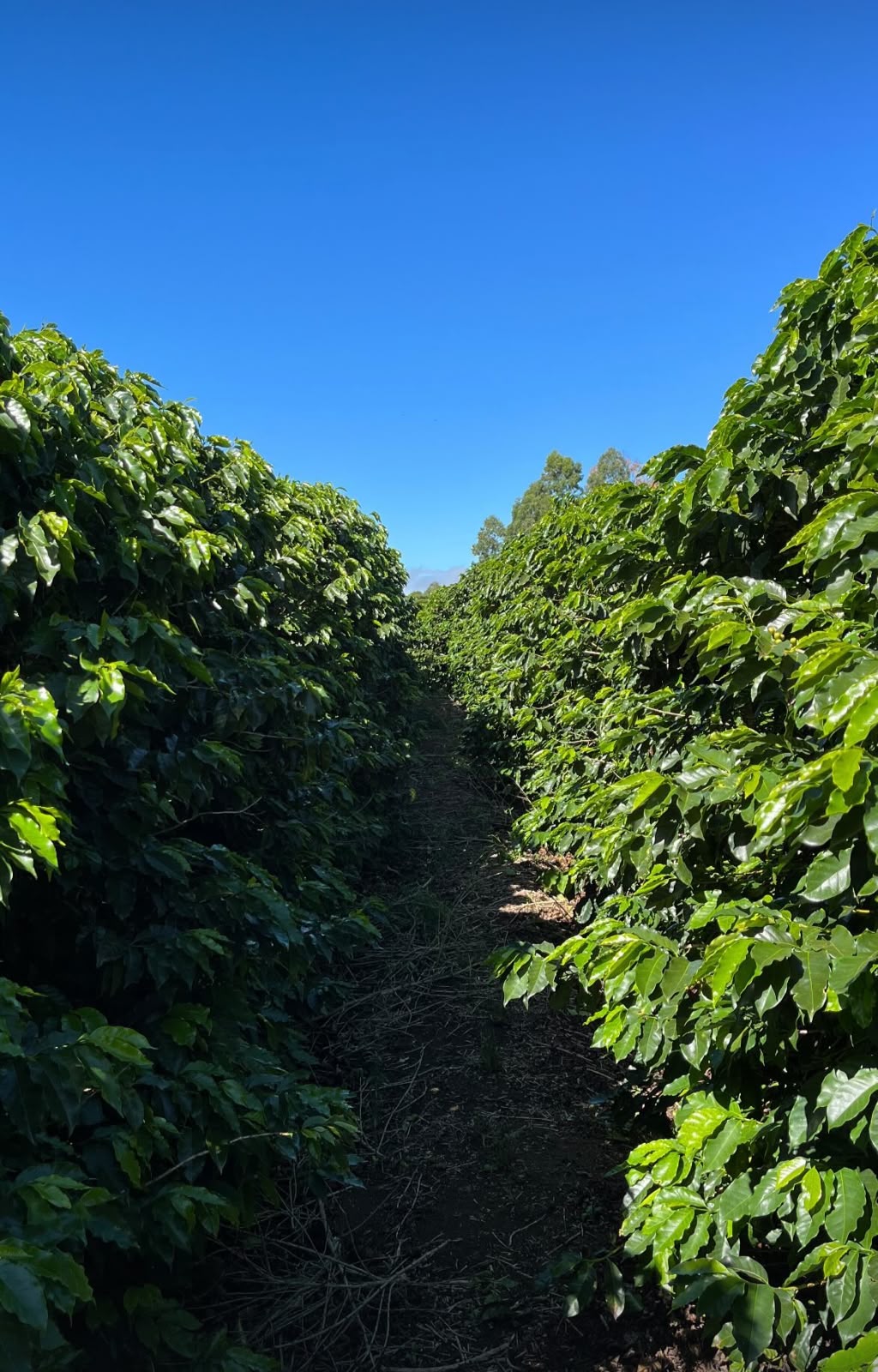 Fileiras de cafeeiros sob céu azul nas montanhas de Minas Gerais
