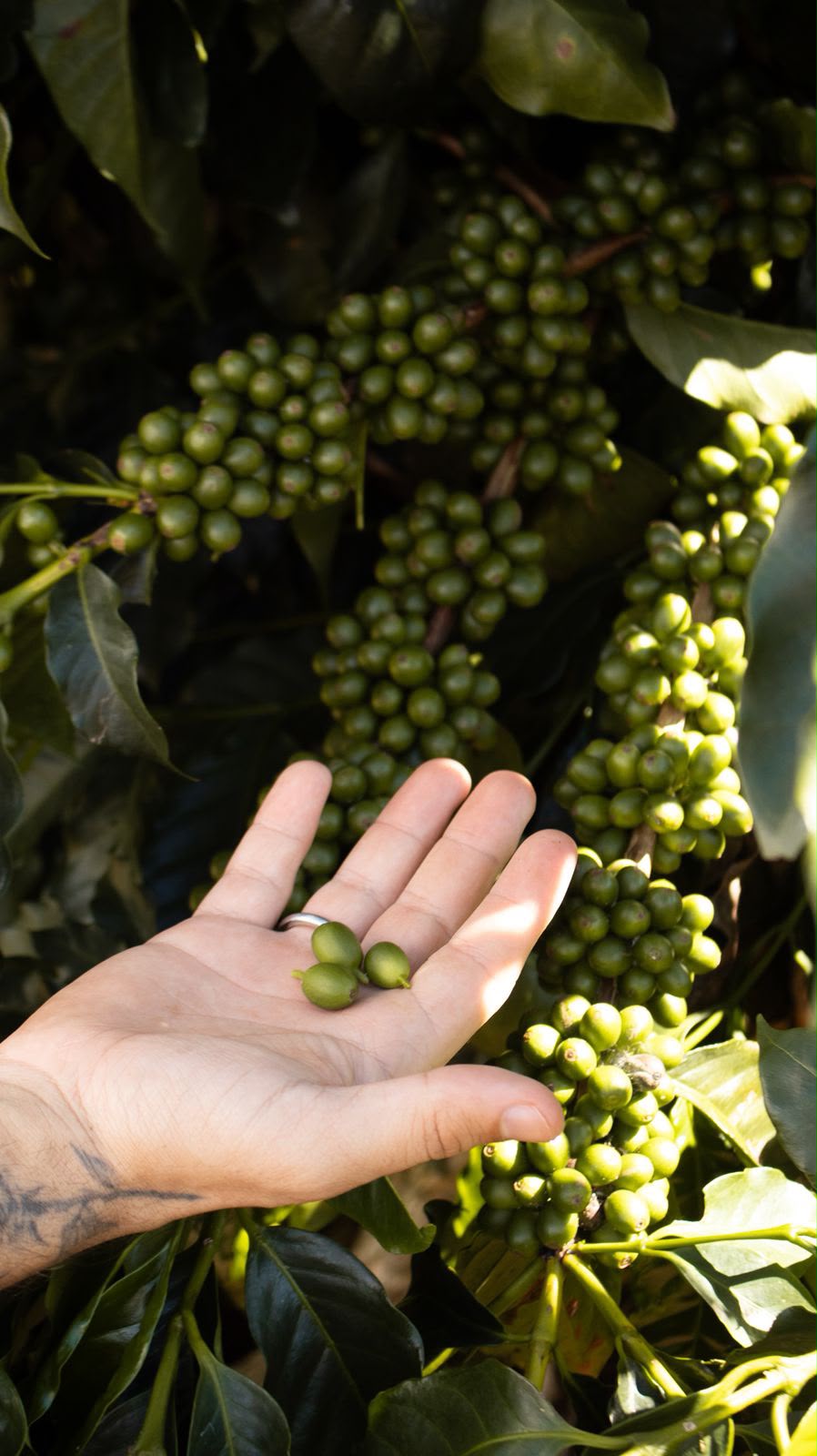 Mão segurando frutos verdes do café no pé
